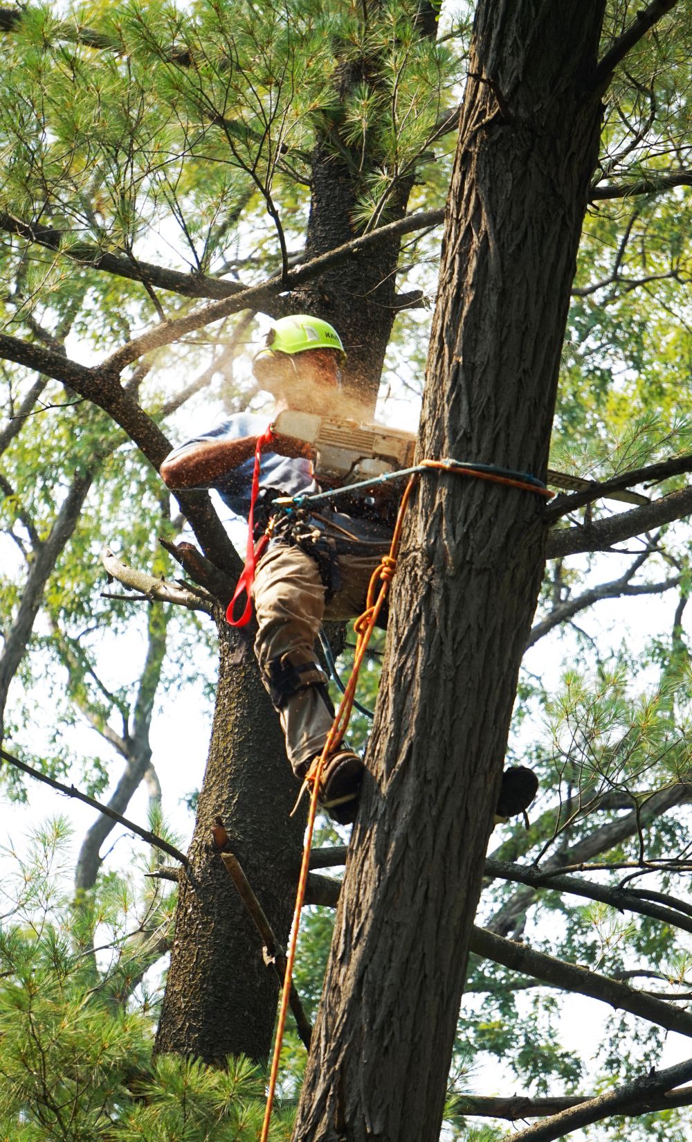 Ovärderliga träd räddas av arborister i Skåne