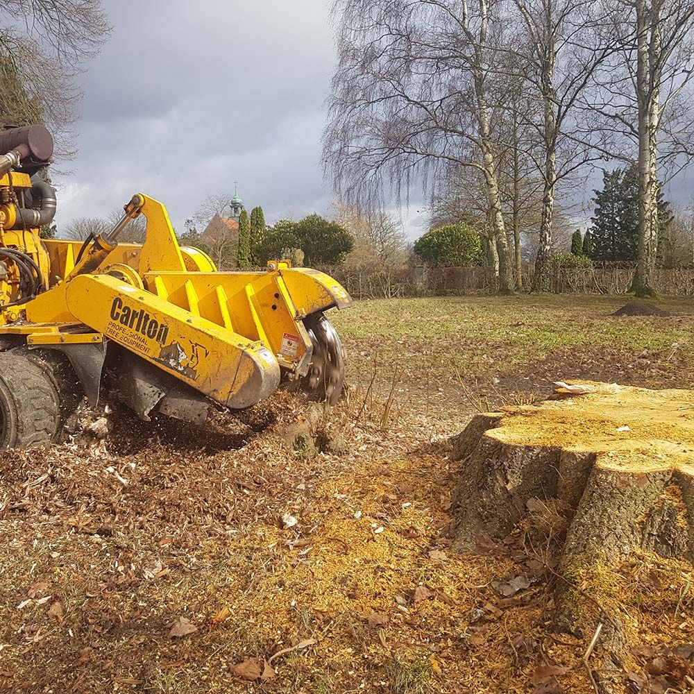 Stubbfräsning i skåne  effektivt sätt att bli av med gamla stubbar