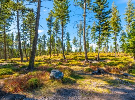 Virkesköp i sörmland  så gör skogsägaren en trygg och lönsam affär